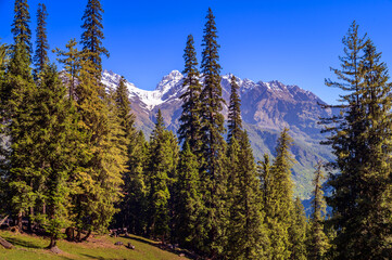 Fototapeta premium Pine forest in the mountains. Beautiful landscape view of Himalayan snowscapes mountains, Kasol, Parvati valley, Himachal Pradesh, northern India.