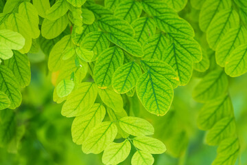 Fototapeta na wymiar Acacia young green leaves in summer sunshine.