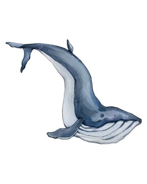 Realistic blue minke whale watercolor painting on white background for illustration.