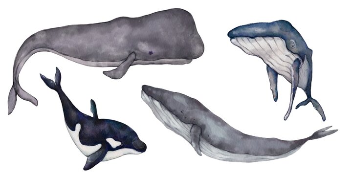 Watercolor painting set of whales, sperm whale, fin whale, killer whale, humpback whale, underwater world. marine life whale pictures