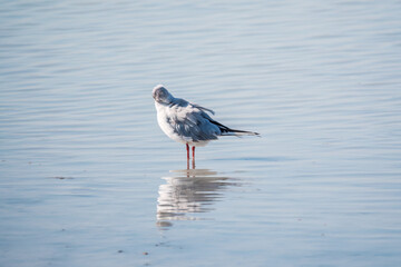 One Seagull, The European herring gull, swims on the calm lake shore in sunset