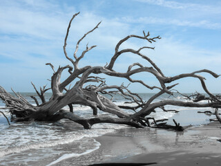 Driftwood on the beach on Jekyll Island, Georgia
