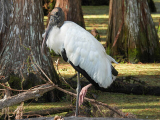 A wood stork standing in a cypress swamp