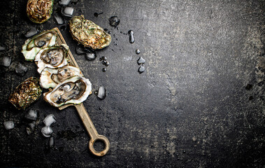 Fresh oysters with ice on a cutting board. 