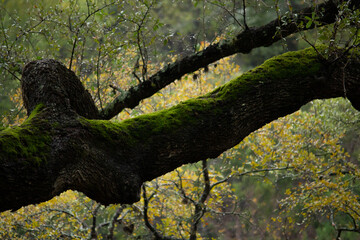 Mossy Green Tree Branch