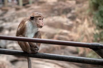 Ella, Sri Lanka - February 3rd, 2022 : a monkey on a railing in front of the Ravana Falls