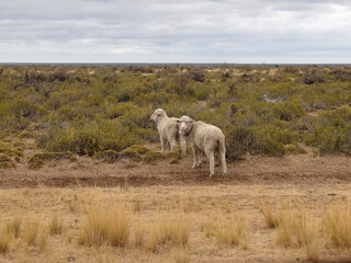 Obraz premium Wild sheep in the desert