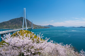 伯方島より桜と多々羅大橋を望む