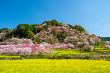 百花繚乱