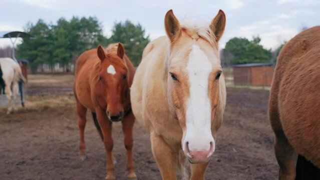 Four horses on the shot. Two of them are looking at the camera. Three are the color of chestnut. They are outside. High quality 4k footage
