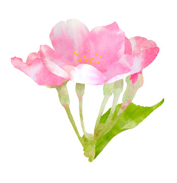 桜の花の手描き透明水彩のイラスト、クローズアップ、装飾イラスト