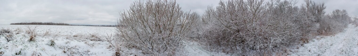 Panorama of snow-covered trees after freezing rain