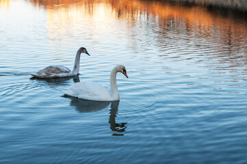 white swans at sunrise under colorful sky