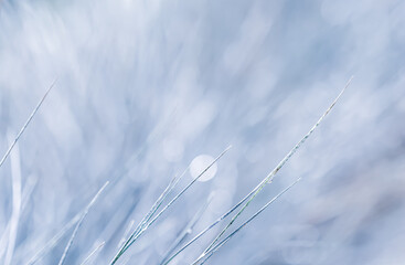 Blue white background of ornamental grass with water drops. Soft focus
