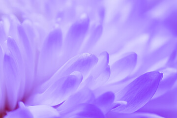 Obraz premium Abstract floral background, white violet daisy flower petals