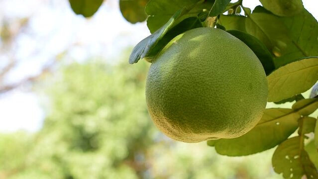 Grapefruit fruit in the green garden Citrus maxima