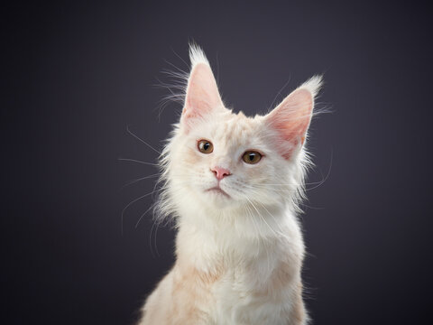 Maine Coon Kitten on a gray background. cat portrait in photo studio