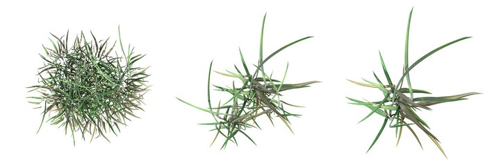 wild field grass, top view, isolated on white background, 3D illustration, cg render