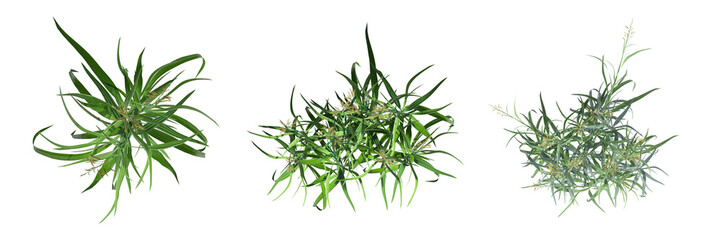 Obraz premium wild field grass, top view, isolated on white background, 3D illustration, cg render