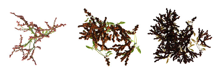 wild field grass, top view, isolated on white background, 3D illustration, cg render