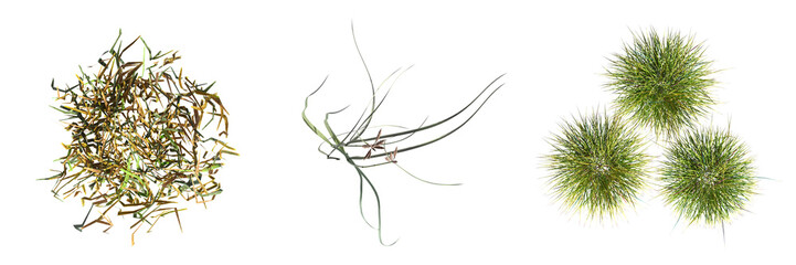 wild field grass, top view, isolated on white background, 3D illustration, cg render