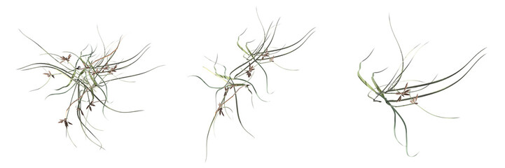wild field grass, top view, isolated on white background, 3D illustration, cg render