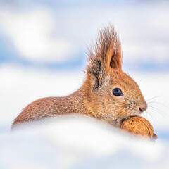 A squirrel sits on white snow and eats a nut. A wonderful winter day.