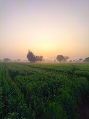 sunrise over the field