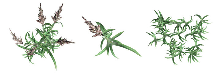 Obraz premium wild field grass, top view, isolated on a transparent background, 3D illustration, cg render