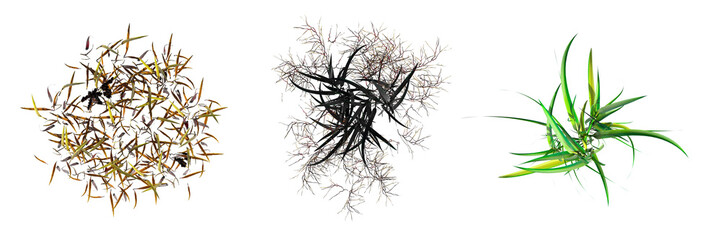 wild field grass, top view, isolated on a transparent background, 3D illustration, cg render