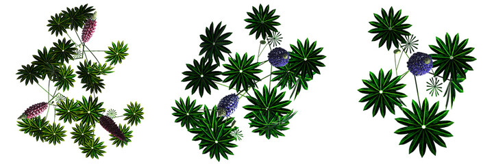 wild field grass, top view, isolated on a transparent background, 3D illustration, cg render