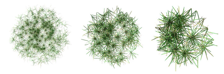 Naklejka na ściany i meble wild field grass, top view, isolated on a transparent background, 3D illustration, cg render