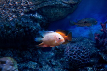 Heros severus Gold Severum. Bright little fish in water.