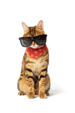 Bengal cat in sunglasses and neckerchief isolated on background.