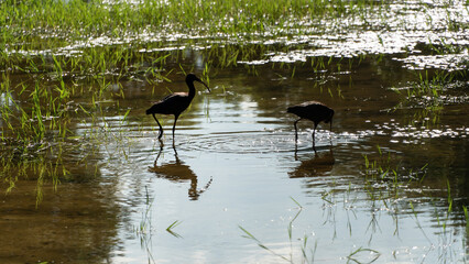 Caraúna ou Curicaca , ave migratória natural dos banhados da América do Sul