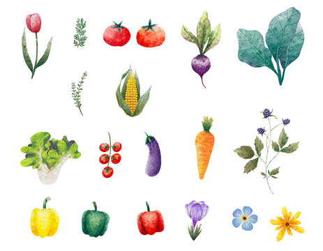 Set of hand-drawn watercolor illustrations of vegetables, fruits, flower isolated transparent. Tulip, tomato, beat root, kale, corn, carrot, blackberries, forget me not, bell pepper, rosemary, lettuce