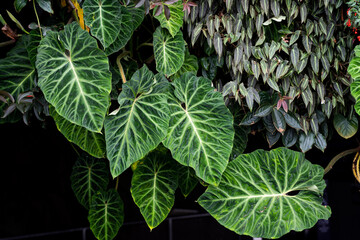 Philodendron Verrucosum foliage growing in wild © JCM