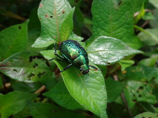 green beetle with water droplets