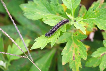 Painted lady caterpillar eating mugwort leaves