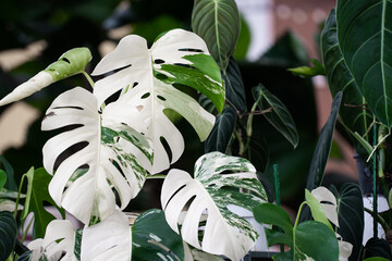 Monstera Albo variegated plant close up in the garden.