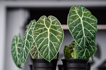Alocasia Watsoniana plant in black plastic pot display on shelves