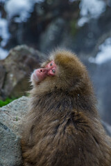 Travel Asia. Red-cheeked monkey. Monkey in a natural onsen hot spring , located in Snow Monkey. Hakodate Nagano, Japan.