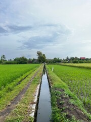 Fototapeta na wymiar Landscape view of green paddy field with water irrigation on the middle in the morning.