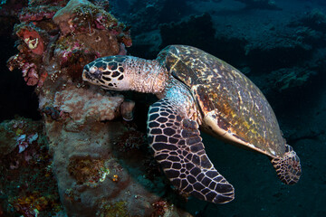 Hawksbill Turtle - Eretmochelys imbricata looking for food at the famous Liberty ship wreck. Underwater world of Tulamben, Bali, Indonesia.