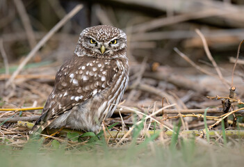 Little owl ( Athene noctua ) close up