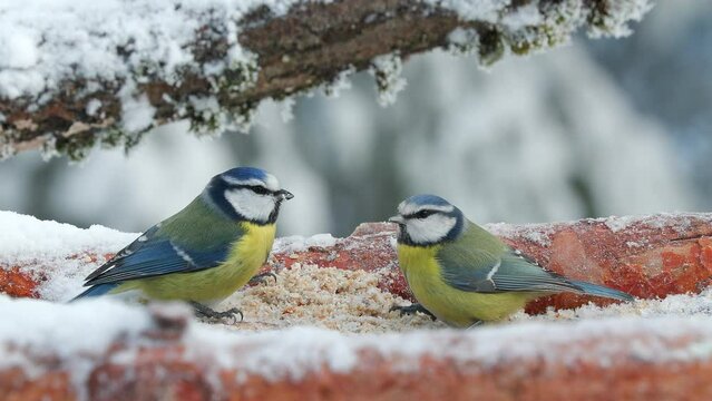 blue tit bird couple feeding one fly away Cyanistes caeruleus winter scene natural world norway-22jan