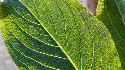 太陽の光に透けた植物の葉っぱのマクロ写真