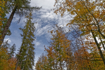Autumn - colorful leaves on the trees in the forest