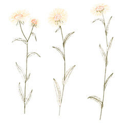 Fototapeta premium watercolor drawing wild plants, inula flowers, elecampane, hand drawn illustration