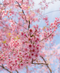 Thailand cherry blossoms in winter and sunshine